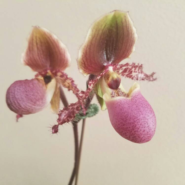 Plant image Paphiopedilum glaucophyllum