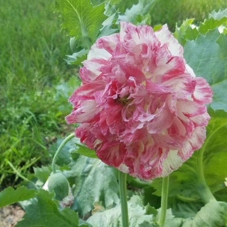 Plant image Papaver paeoniflorum 'Prom Puff'