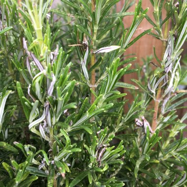 Rosemary