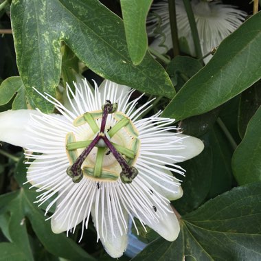 Passion flower 'Constance Elliot'