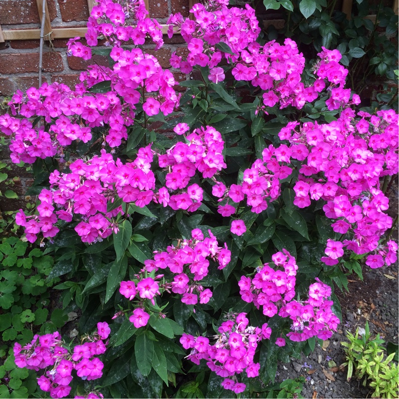 Phlox 'Flame Purple Eye'