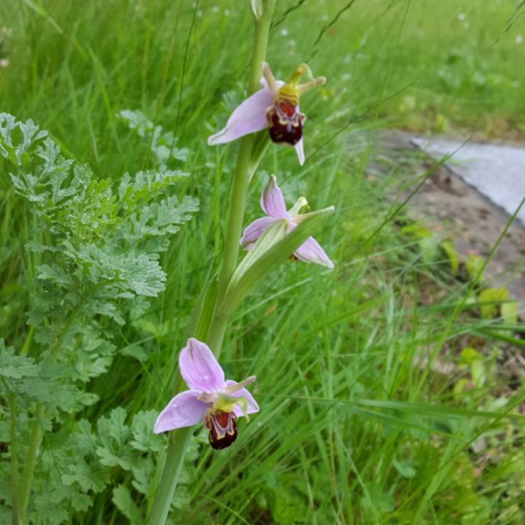 Plant image Ophrys apifera