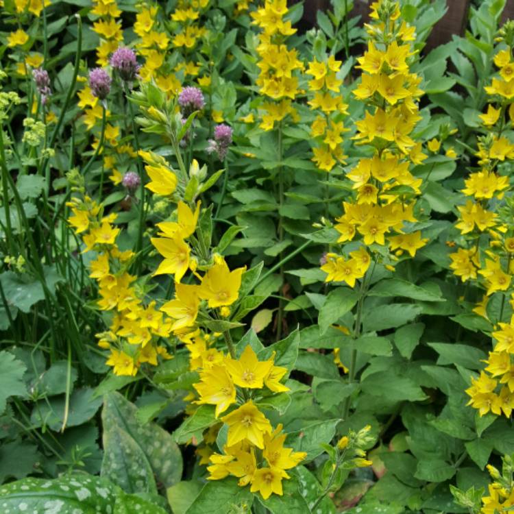 Plant image Lysimachia punctata