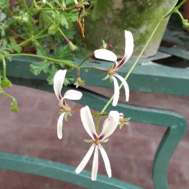 Pelargonium (Species) Brittle Stalked Pelargonium