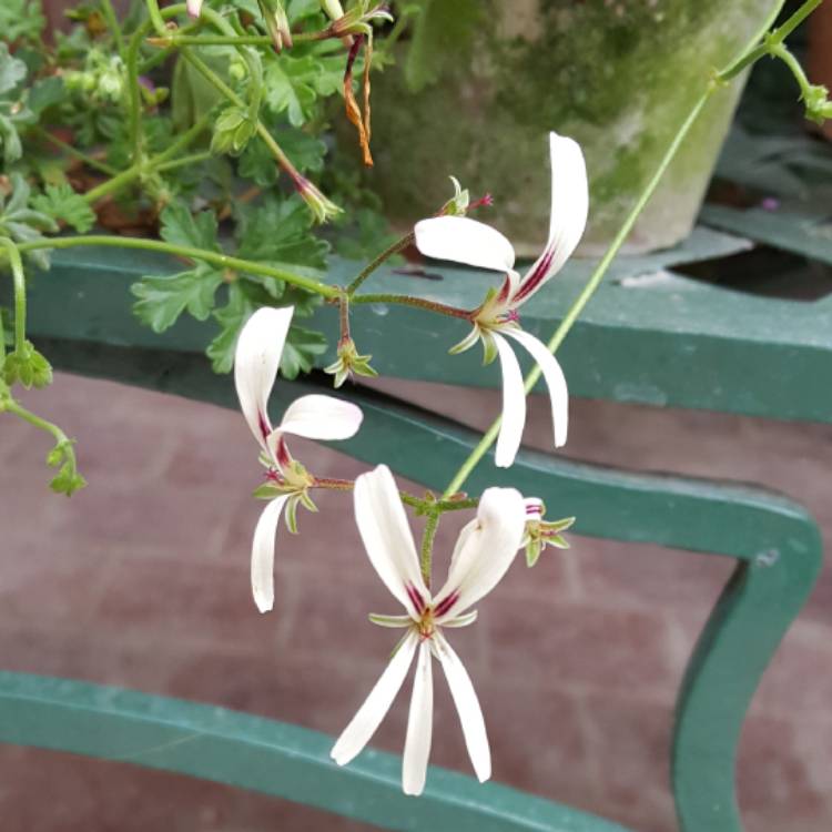 Plant image Pelargonium trifidum