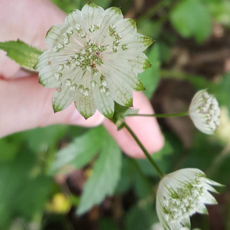 Plant image Astrantia major 'Madeleine van Bennekom'