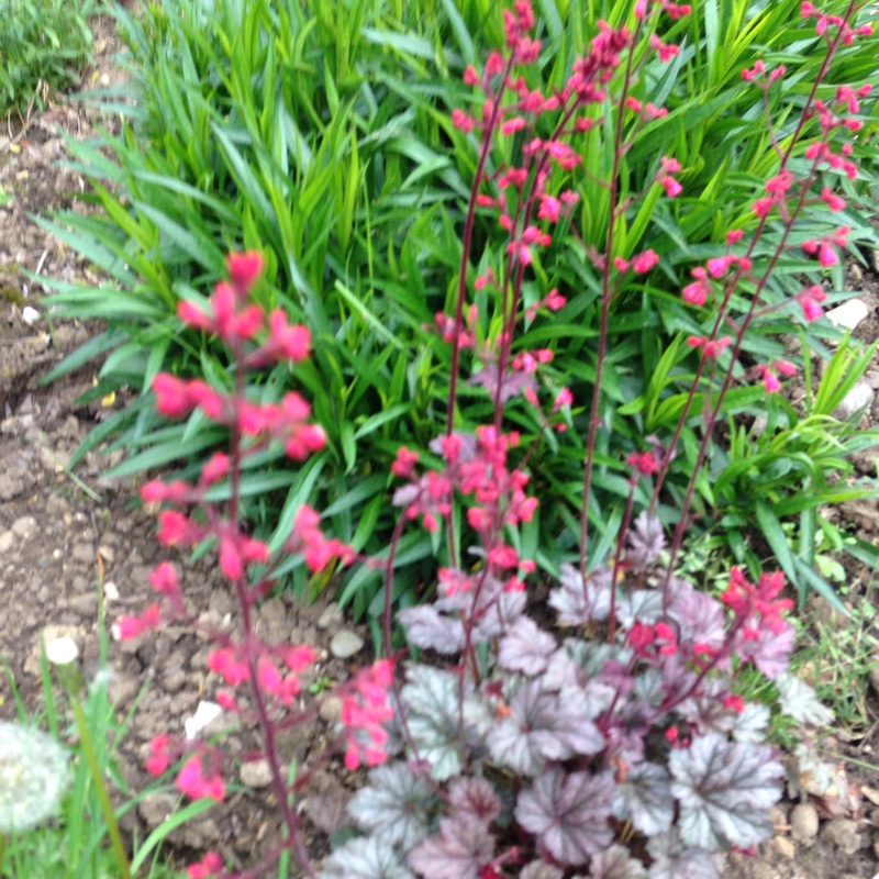 Plant image Heuchera 'Obsidian Coral bells'