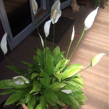 Lily (Species) Madonna Lily