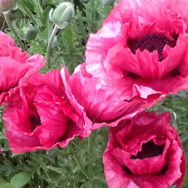 Oriental Poppy 'Fruit Punch' (Mix)