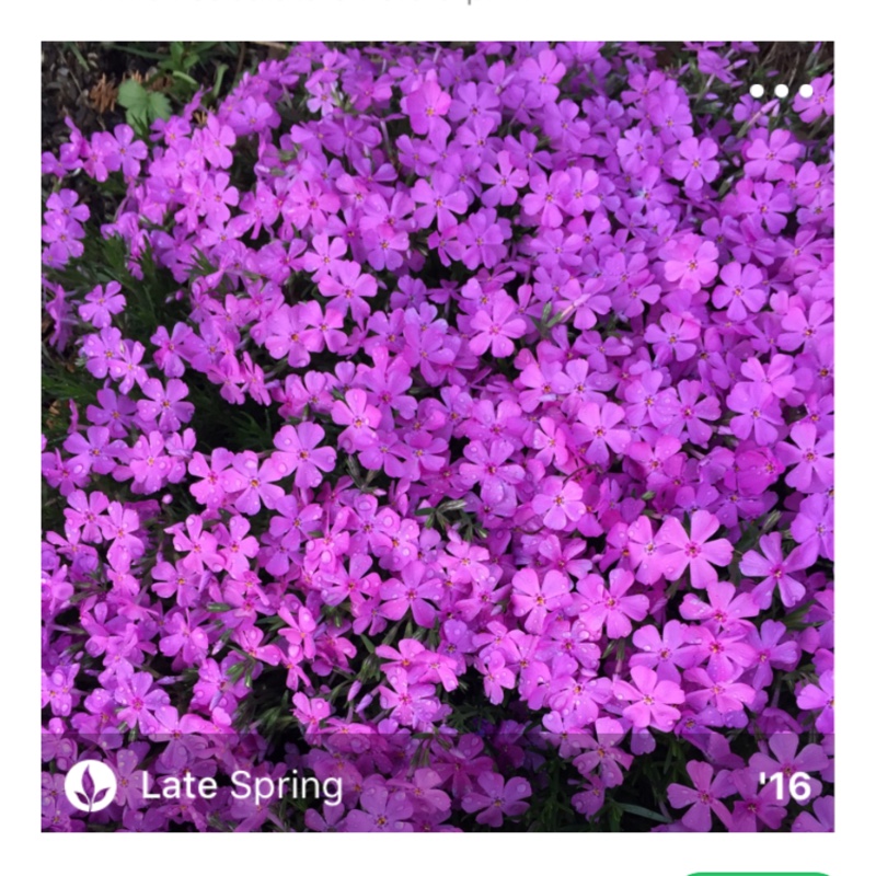 Plant image Phlox stolonifera 'Home Fires'