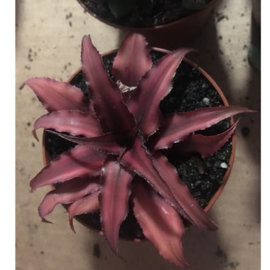 Cryptanthus Bivittatus