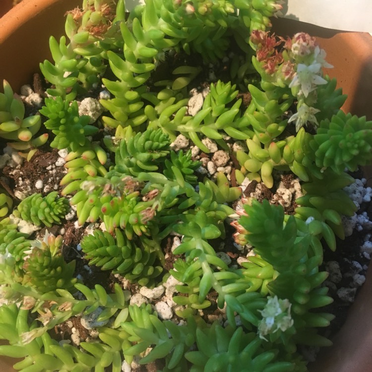 Plant image Sedum hirsutum subsp. baeticum