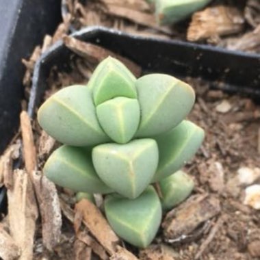 Corpuscularia lehmannii syn. Delosperma lehmannii