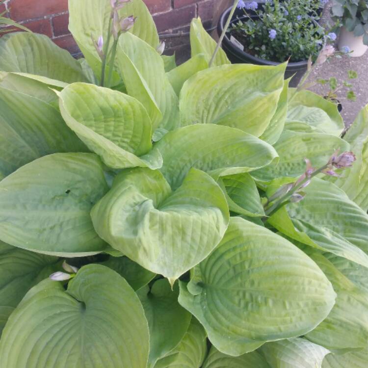 Plant image Hosta 'Carnival'