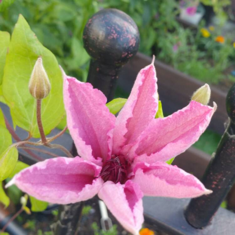 Plant image Clematis montana 'Freda'