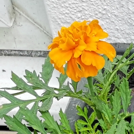 Plant image Tagetes patula 'French Bee'