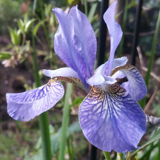 Plant image Iris sibirica 'Caesar's Brother'