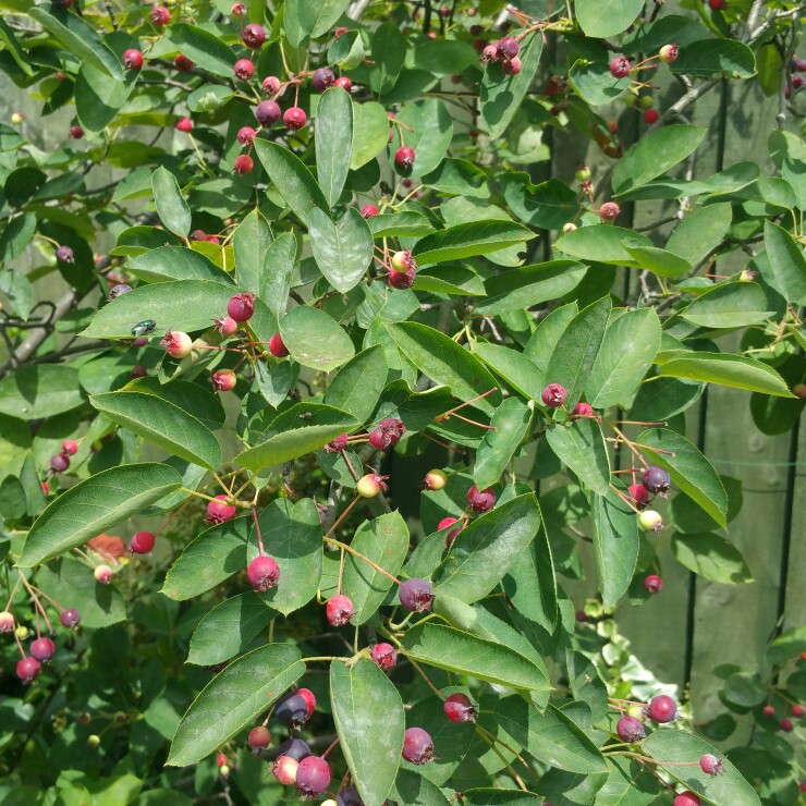 Plant image Amelanchier lamarckii