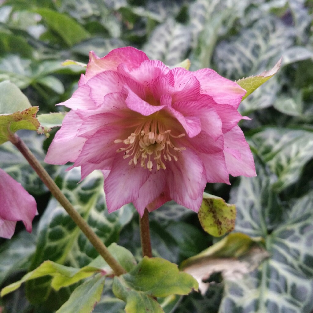 Plant image Helleborus x hybridus 'Harvington Double Pink'