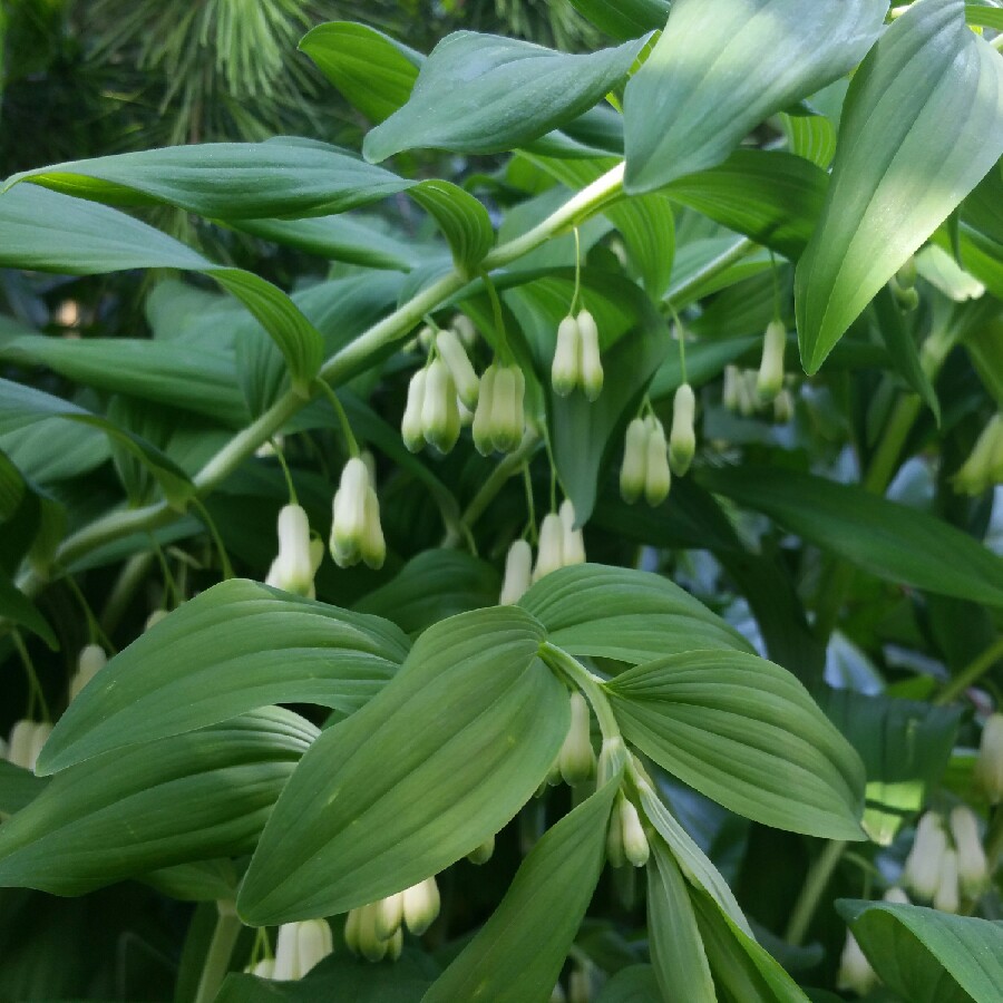 Polygonatum multiflorum, Solomon's seal - uploaded by @fluffysox42