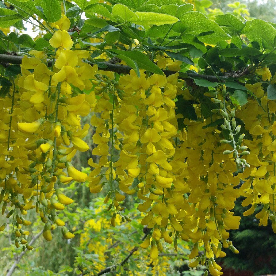 Plant image Laburnum x watereri