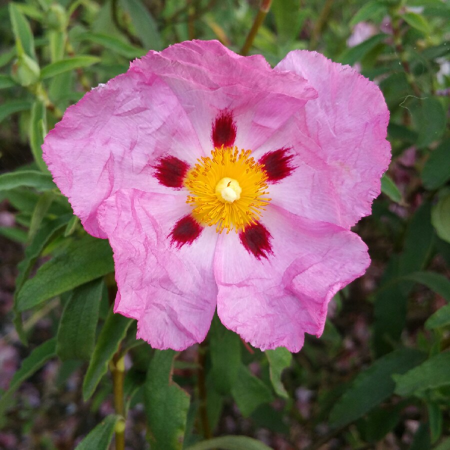 Plant image Cistus x purpureus 'Betty Taudevin'