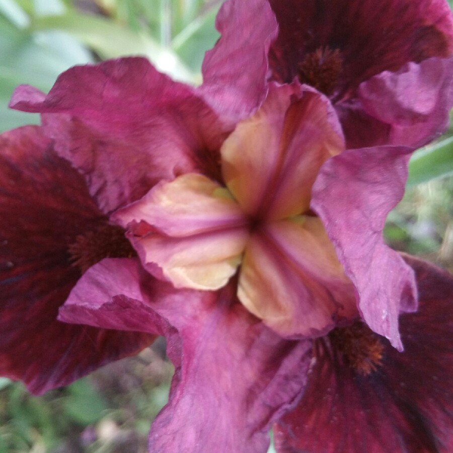 Plant image Iris x germanica 'Caribbean Dream'