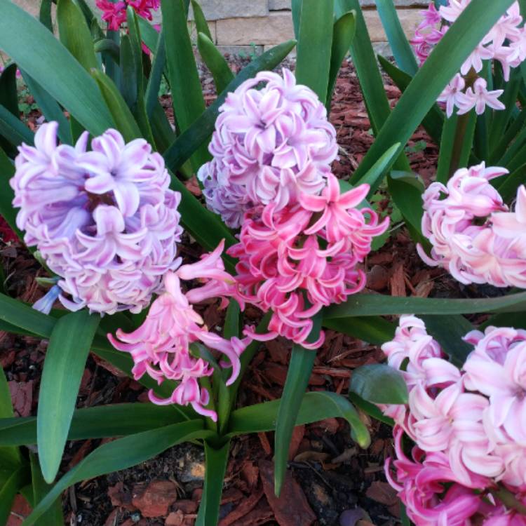 Plant image Hyacinthus orientalis 'Purple Sensation'