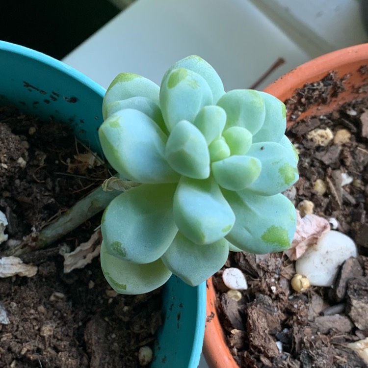 Plant image Sedum treleasei