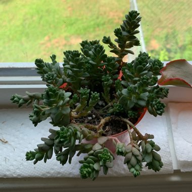 Sedum Dasyphyllum