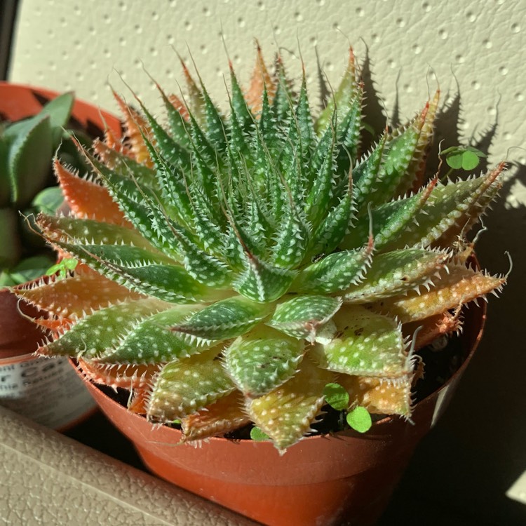 Plant image Haworthia Maraisii