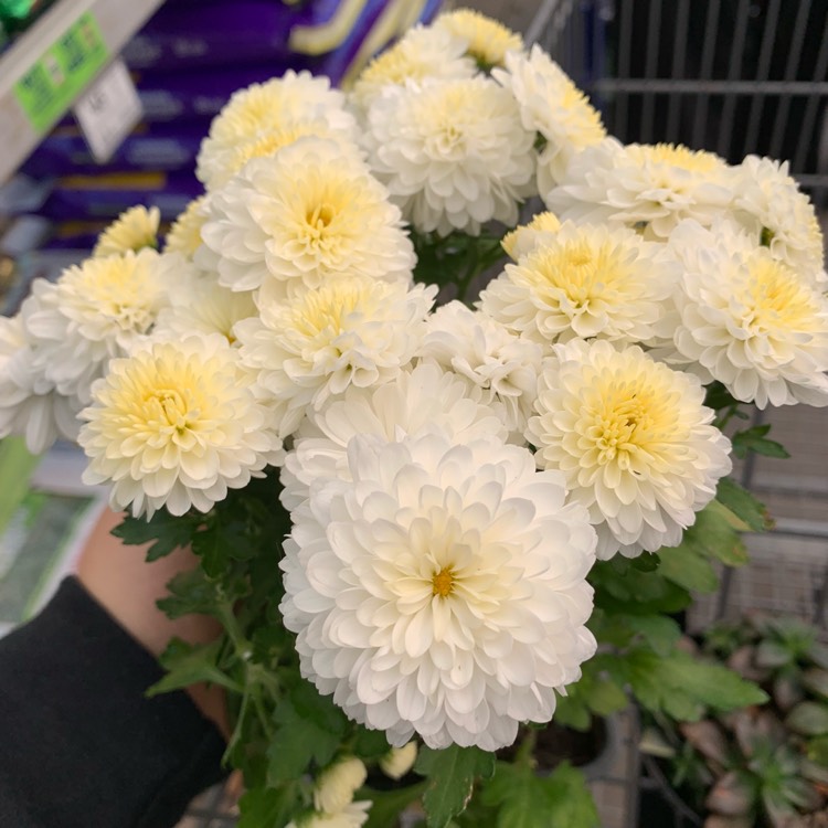 Plant image Chrysanthemum 'Blanco'