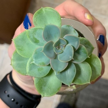 Echeveria 'Green Pearl '