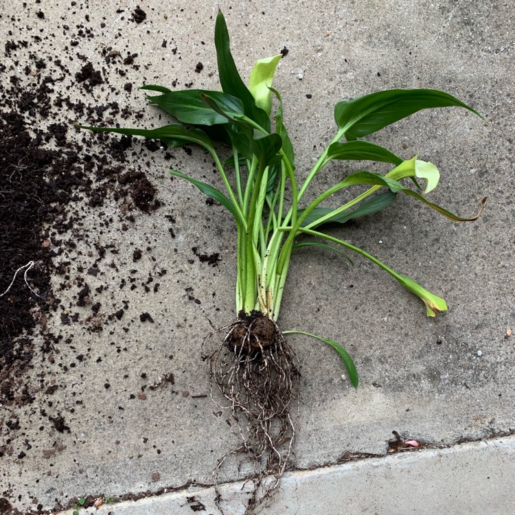 Plant image Zantedeschia pentlandii