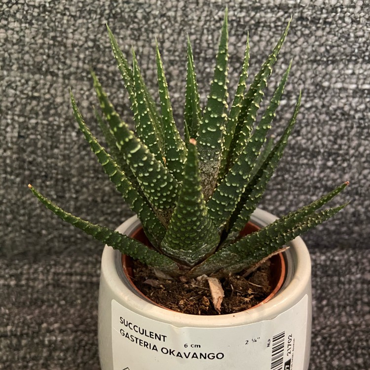 Plant image Gasteria Okavango