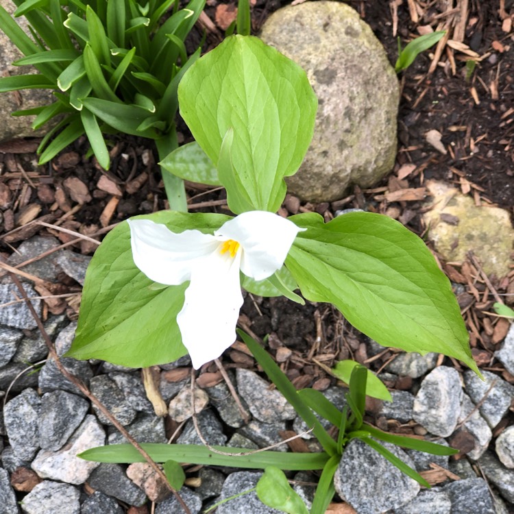 Plant image Trillium