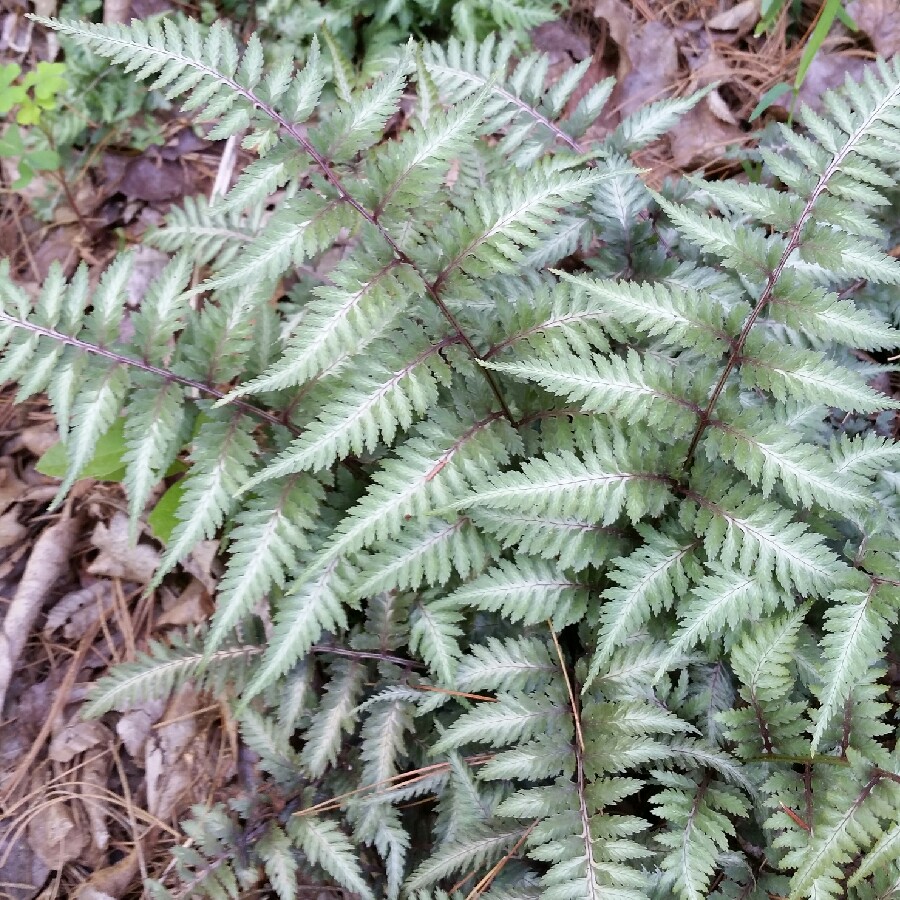 Japanese Painted Lady Fern