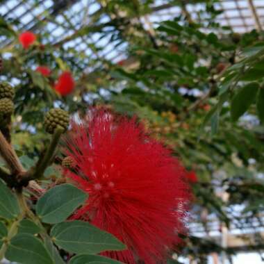 Powder puff plant