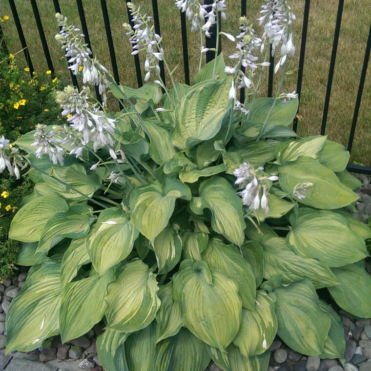 Plantain Lily