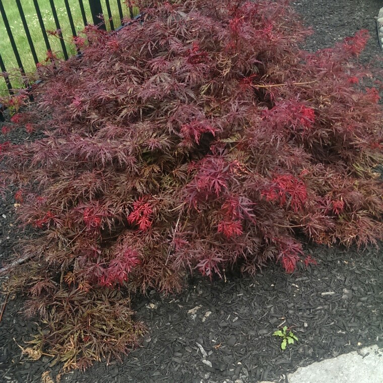 Cut Leaf Japanese Maple 'Dissectum'