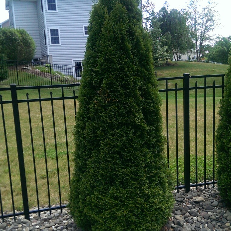 Arborvitae 'Emerald Green'