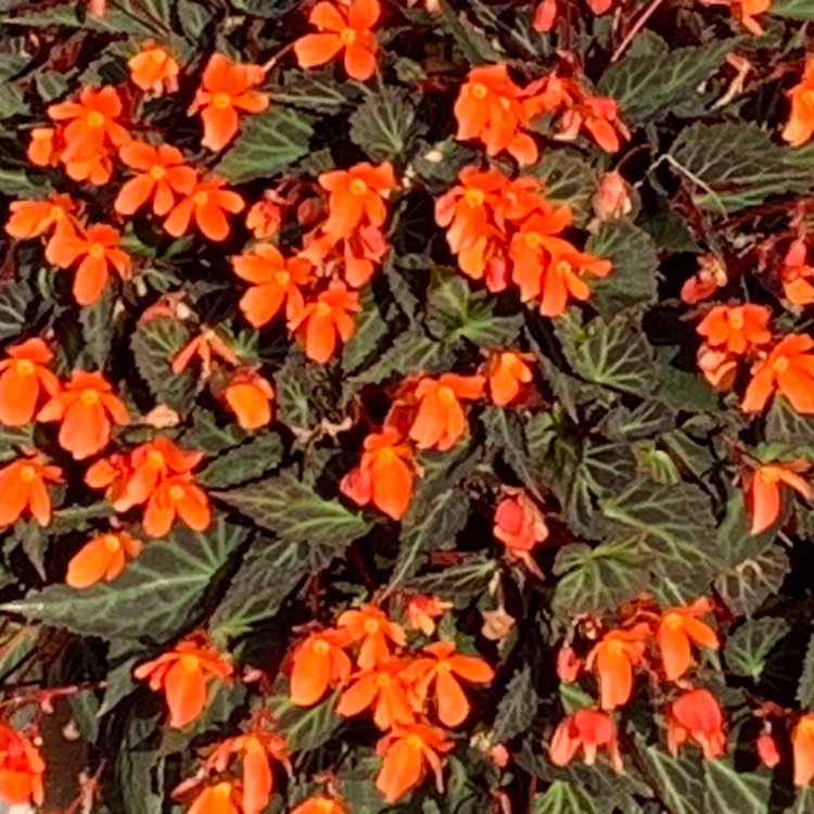 Plant image Begonia 'Glowing Embers'