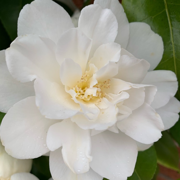 plant image 1266850