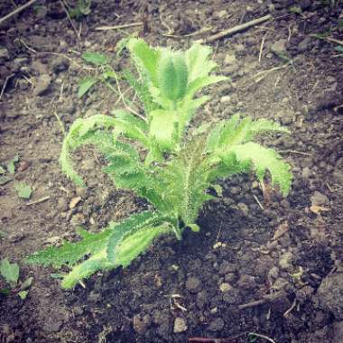 Papaver orientale 'Allegro'