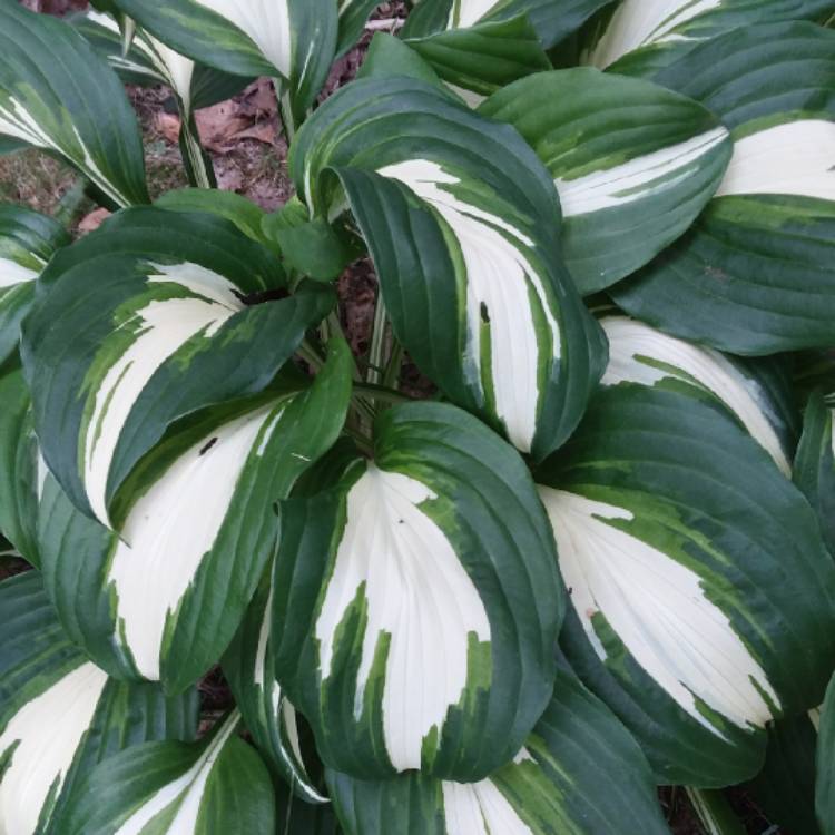 Plant image Hosta undulata var. univittata