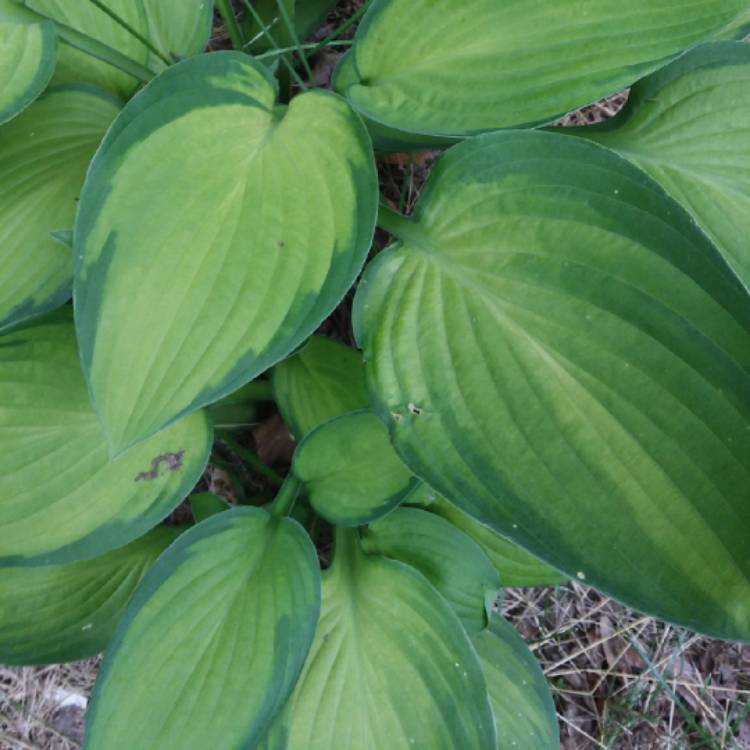 Plant image Hosta 'Gold Standard'