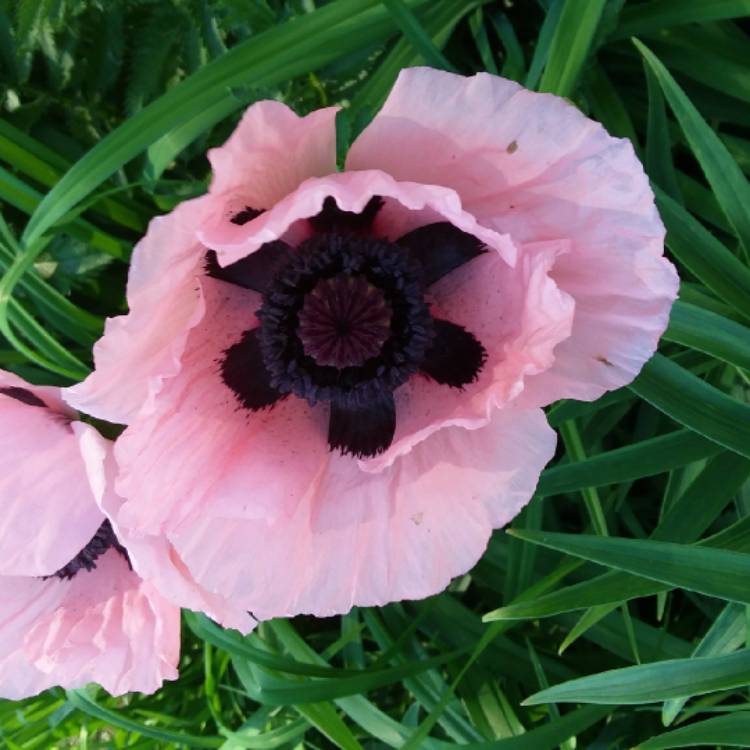 Plant image Papaver orientale 'Carneum'