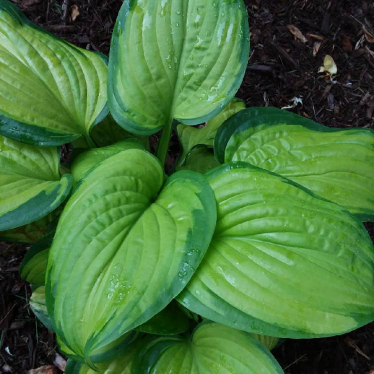 Plant image Hosta 'Stained Glass'