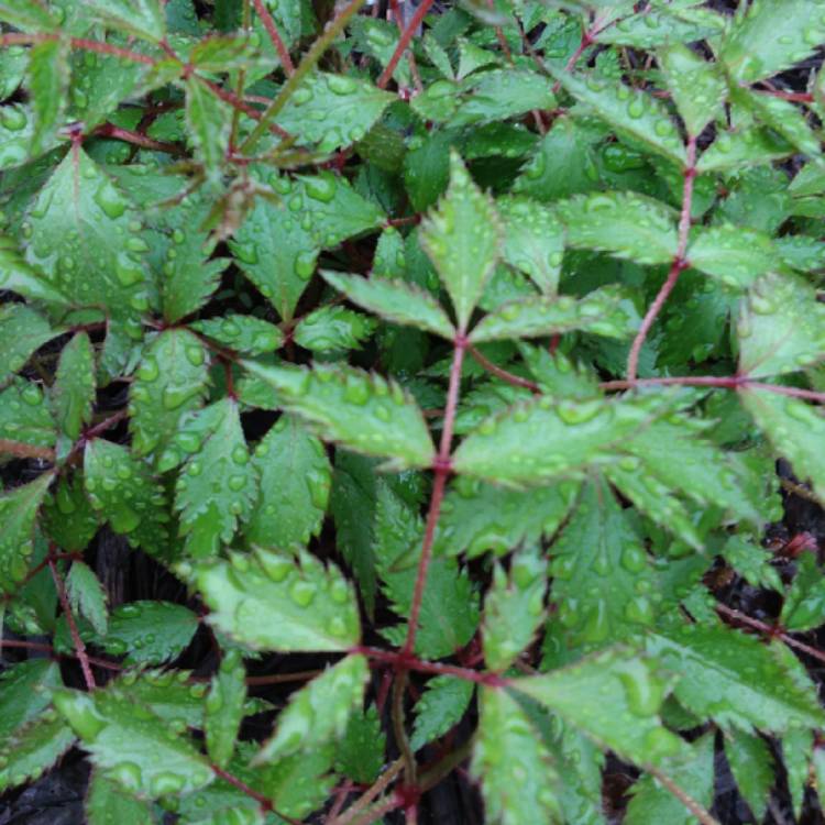 Plant image Astilbe x rosea 'Peach Blossom'