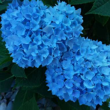 Hydrangea